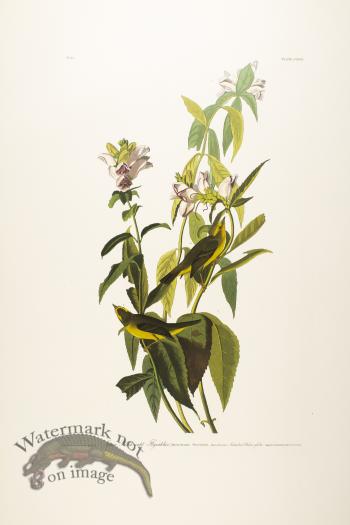 Green Balck Capped Flycatcher